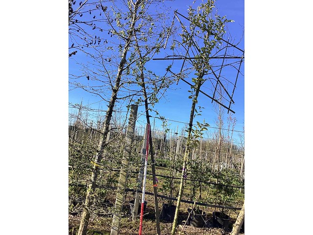 Sierappel - sierboom - afbeelding 2 van  2