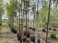 Sierappel - sierboom - afbeelding 1 van  2