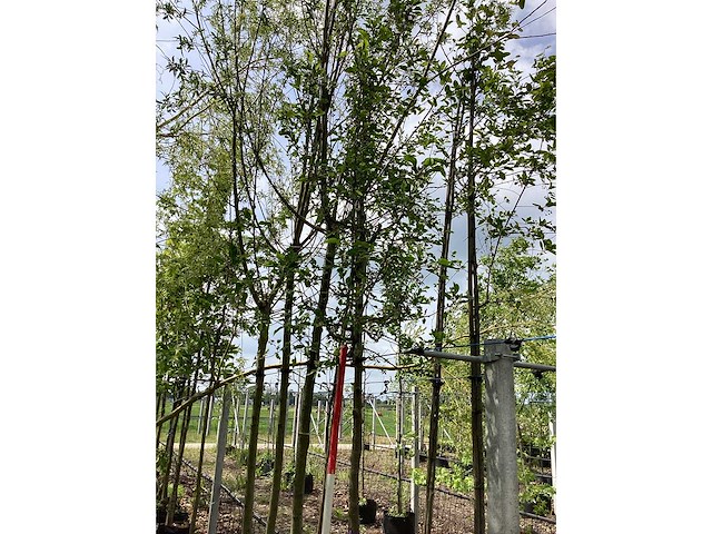 Sierappel - sierboom - afbeelding 2 van  2
