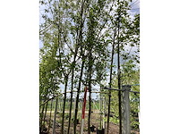 Sierappel - sierboom - afbeelding 2 van  2