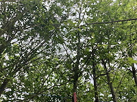 Sierappel - sierboom - afbeelding 2 van  2