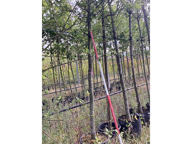 Sierappel - sierboom - afbeelding 1 van  2