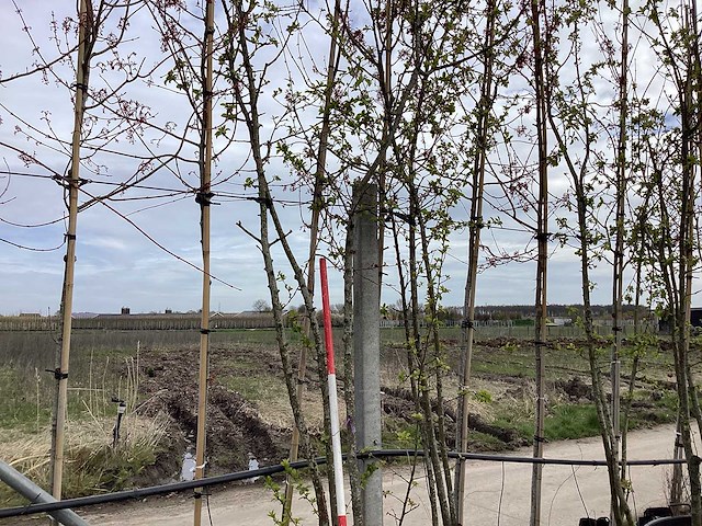 Sierappel - vormbomen (2x) - afbeelding 1 van  2