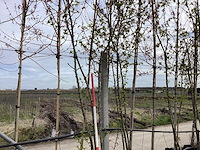 Sierappel - vormbomen (2x) - afbeelding 1 van  2