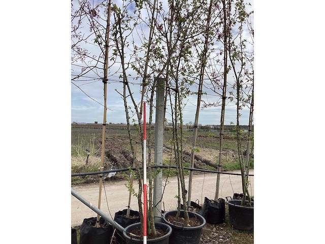 Sierappel - vormbomen (2x) - afbeelding 2 van  2