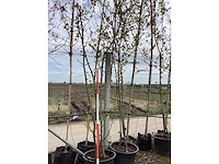 Sierappel - vormbomen (2x) - afbeelding 2 van  2