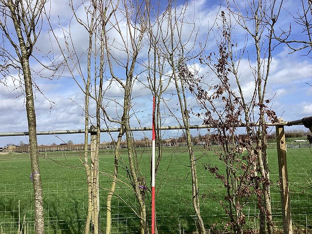 Sierappel - vormboom (2x) - afbeelding 1 van  2