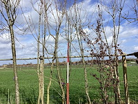 Sierappel - vormboom (2x) - afbeelding 1 van  2