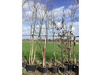 Sierappel - vormboom (2x) - afbeelding 2 van  2