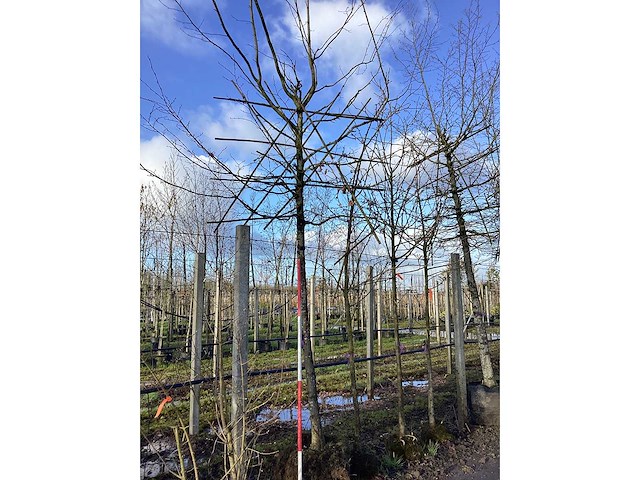 Sierappel - vormboom (3x) - afbeelding 1 van  3