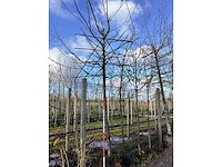 Sierappel - vormboom (3x) - afbeelding 1 van  3