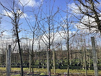 Sierappel - vormboom (3x) - afbeelding 2 van  3