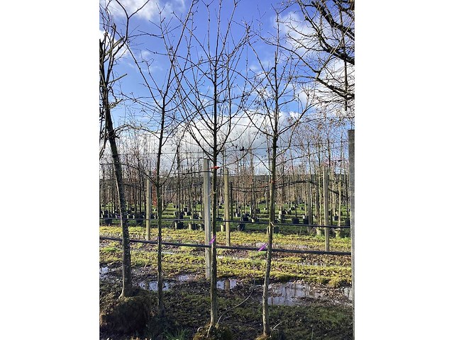 Sierappel - vormboom (3x) - afbeelding 3 van  3