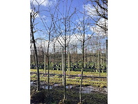 Sierappel - vormboom (3x) - afbeelding 3 van  3