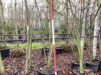 Sierappel - vormboom - afbeelding 1 van  3