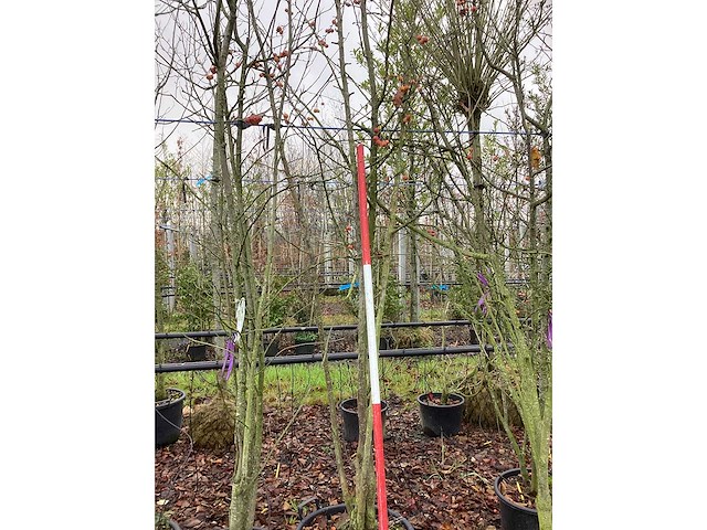 Sierappel - vormboom - afbeelding 2 van  3