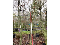 Sierappel - vormboom - afbeelding 2 van  3