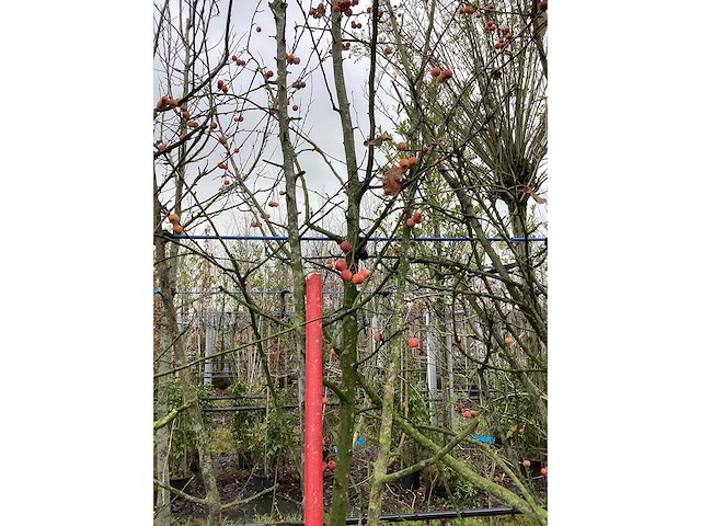 Sierappel - vormboom - afbeelding 3 van  3