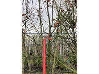 Sierappel - vormboom - afbeelding 3 van  3