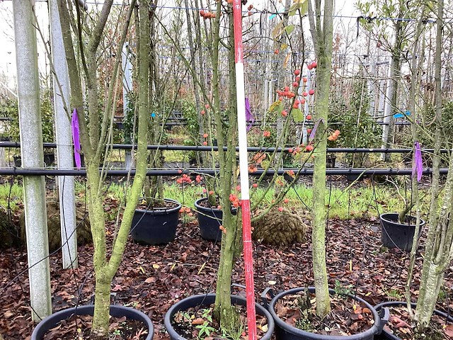 Sierappel - vormboom - afbeelding 1 van  2