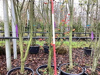 Sierappel - vormboom - afbeelding 1 van  2