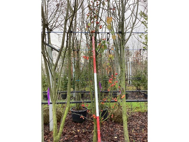 Sierappel - vormboom - afbeelding 2 van  2