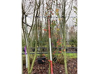 Sierappel - vormboom - afbeelding 2 van  2