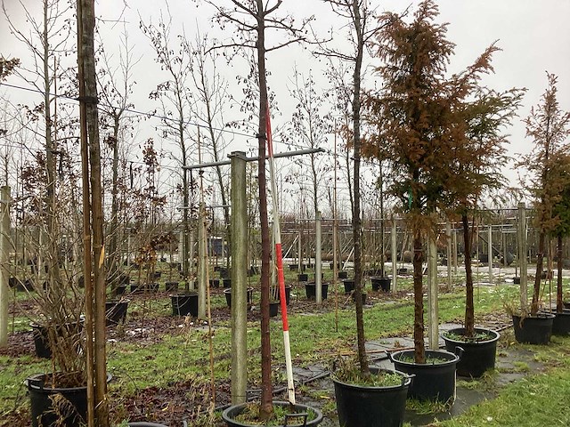 Sierappel - vormboom - afbeelding 1 van  3