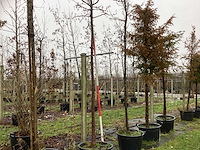 Sierappel - vormboom - afbeelding 1 van  3