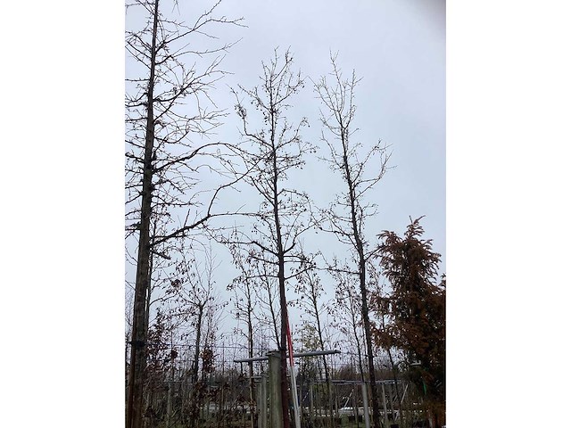 Sierappel - vormboom - afbeelding 2 van  3