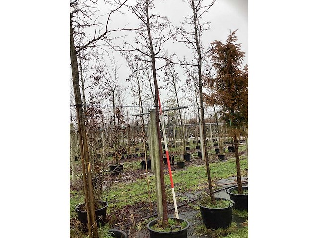 Sierappel - vormboom - afbeelding 3 van  3