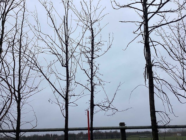 Sierappel - vormboom - afbeelding 2 van  3