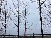 Sierappel - vormboom - afbeelding 2 van  3