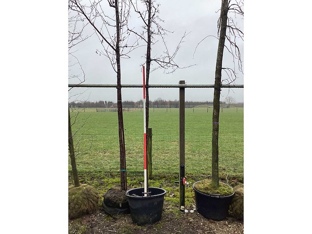 Sierappel - vormboom - afbeelding 1 van  3