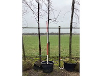 Sierappel - vormboom - afbeelding 1 van  3