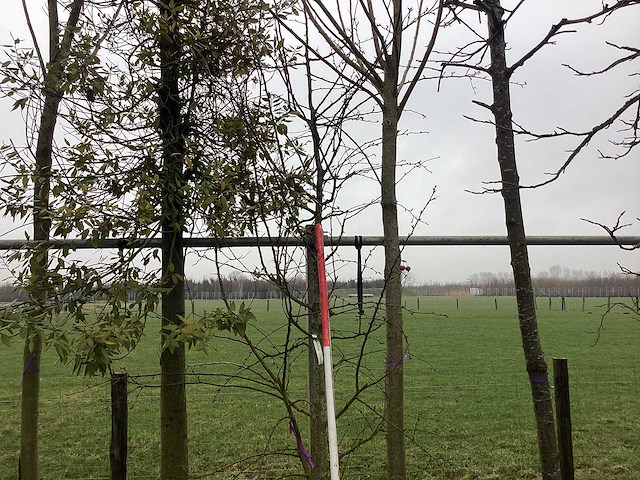 Sierappel - vormboom - afbeelding 1 van  3