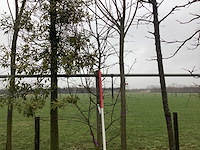 Sierappel - vormboom - afbeelding 1 van  3