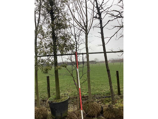 Sierappel - vormboom - afbeelding 2 van  3