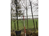 Sierappel - vormboom - afbeelding 2 van  3