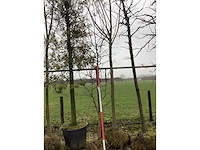 Sierappel - vormboom - afbeelding 3 van  3