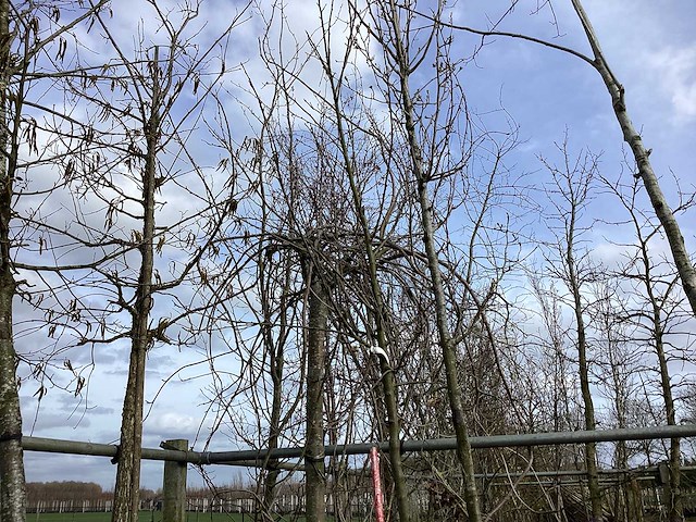 Sierappel - vormboom - afbeelding 1 van  2