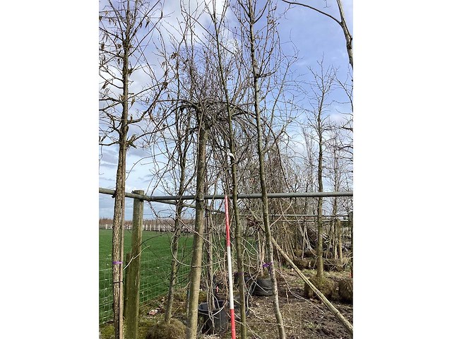 Sierappel - vormboom - afbeelding 2 van  2