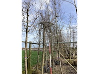 Sierappel - vormboom - afbeelding 2 van  2