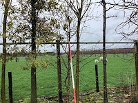 Sierappel - vormboom - afbeelding 1 van  2