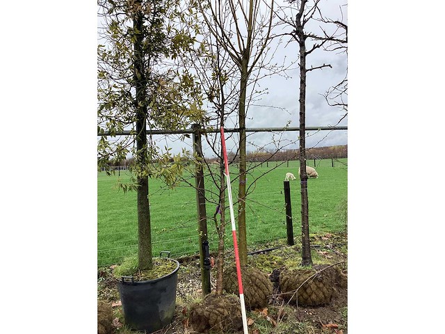 Sierappel - vormboom - afbeelding 2 van  2