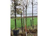 Sierappel - vormboom - afbeelding 2 van  2