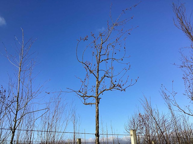 Sierappel - vormboom - afbeelding 1 van  2