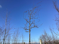 Sierappel - vormboom - afbeelding 1 van  2