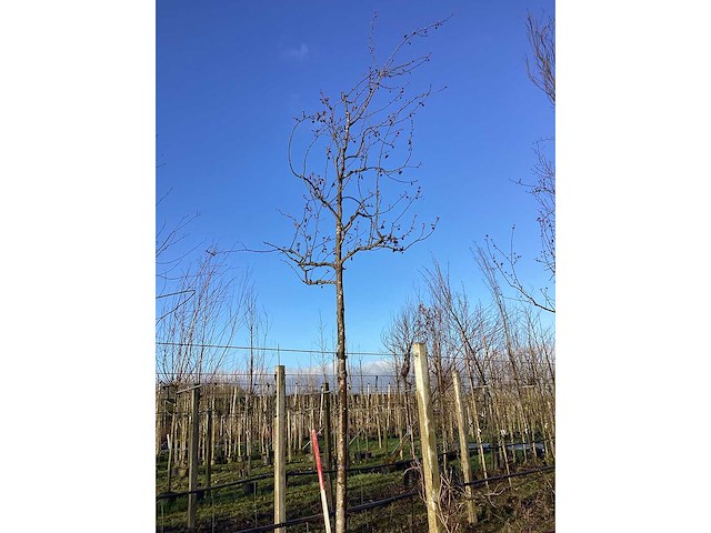 Sierappel - vormboom - afbeelding 2 van  2