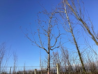 Sierappel - vormboom - afbeelding 1 van  2